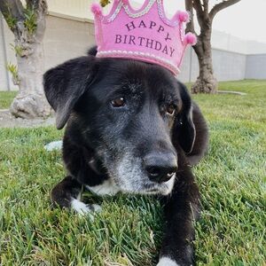 Meet your Posher, Lizel